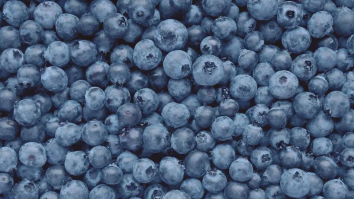 Blueberry Shortage